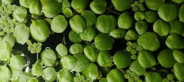 Amazone Kikkerbeet (Limnobium laevigatum) beschikbaar voor biedingen