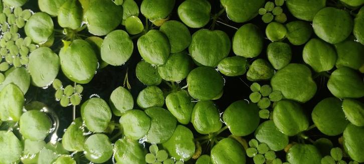 Amazone Kikkerbeet (Limnobium laevigatum), Dieren en Toebehoren, Vissen | Aquaria en Toebehoren, Nieuw, Plant(en), Steen of Hout