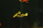 Endler guppy tiger (Poecilia wingei), Dieren en Toebehoren, Vissen | Aquariumvissen, Vis, Zoetwatervis, Schoolvis