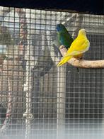 Splendits, Dieren en Toebehoren, Meerdere dieren, Parkiet, Geringd