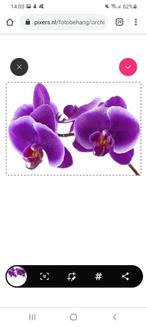 Vinyl fotobehang orchidee, Ophalen of Verzenden, Minder dan 10 m²