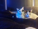 Herplaatsing twee poezen (zusjes) 5 jaar oud, Dieren en Toebehoren, Katten en Kittens | Overige Katten, Poes, Kortharig, 3 tot 5 jaar