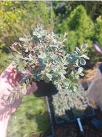 Sedum spurium tricolor, Volle zon, Vaste plant, Zomer, Ophalen