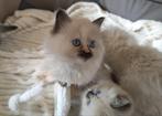Ragdoll kittens, Dieren en Toebehoren, Geslacht onbekend, Ontwormd, 0 tot 2 jaar