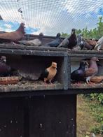 Sierduiven, Dieren en Toebehoren, Vogels | Duiven, Meerdere dieren, Overige soorten