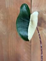 Alocasia zebrina variegata plant albo white wit halfmoon, Huis en Inrichting, Kamerplanten, Ophalen of Verzenden, Halfschaduw