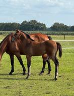 Merrieveulen Pharao X Carrera VDL, Dieren en Toebehoren, Paarden, Merrie, Springpaard, Gechipt, Niet van toepassing