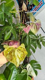 Dioscorea Discolor - Zeldzame Kamerplant, Huis en Inrichting, Kamerplanten, Ophalen of Verzenden, In pot, Minder dan 100 cm, Groenteplant
