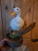 Mooi wit opgezet kwakertje, Ophalen, Zo goed als nieuw, Vogel, Opgezet dier