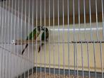 Bieden, Dieren en Toebehoren, Vogels | Parkieten en Papegaaien, Geringd