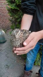 Japanse kwartel hennen, Dieren en Toebehoren, Pluimvee, Vrouwelijk, Overige soorten