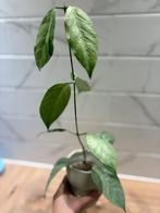 Hoya Coriacea Silver, Huis en Inrichting, Kamerplanten, Minder dan 100 cm, Bloeiende kamerplant, Groenteplant, Halfschaduw