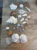 Verzameling schelpen, Verzamelen, Mineralen en Fossielen, Ophalen of Verzenden, Schelp(en)