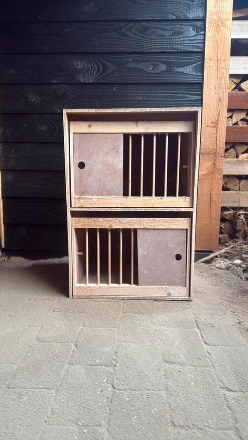 6 broedhokken, Dieren en Toebehoren, Vogels | Duiven, Postduif, Vrouwelijk