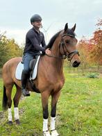 Te koop: Othello – 6-jarige ruin van Franklin x Havidoff, Dieren en Toebehoren, Paarden, Ruin, Dressuurpaard, 3 tot 6 jaar