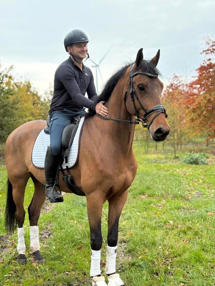 Te koop: Othello – 6-jarige ruin van Franklin x Havidoff, Dieren en Toebehoren, Paarden, Ruin, 3 tot 6 jaar, Dressuurpaard