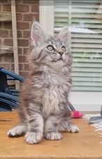 Schitterende Maine coon kittens  beschikbaar, Dieren en Toebehoren, Meerdere dieren, Gechipt, 0 tot 2 jaar