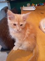 Maine coon kittens met stamboom, Meerdere dieren, Met stamboom