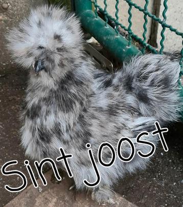 Gesekste 🐥usa zijdehoen kriel zijdehoenders hennen kuikens  beschikbaar voor biedingen