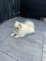 Wit crème pomeriaan, Dieren en Toebehoren, Particulier, Buitenland, Teef, Eén hond