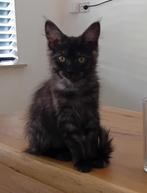 Maine coon poesje met stamboom, Dieren en Toebehoren, Katten en Kittens | Raskatten | Langhaar, Poes, Ontwormd