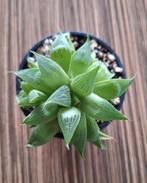 🪴 Hawortia retusa - stercactus - P9, Ophalen, Vetplant, Minder dan 100 cm, Volle zon