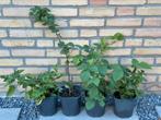 Braam doornloos in 1L pot, Ophalen of Verzenden