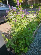 Dropplant (jonge planten, 1,00 per stuk/vanaf 5 te koop), Ophalen, Zomer, Overige soorten, Volle zon