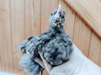 Jonge hanen: Silverudd Bla, USA Zijdehoender, Dieren en Toebehoren, Pluimvee, Mannelijk, Kip