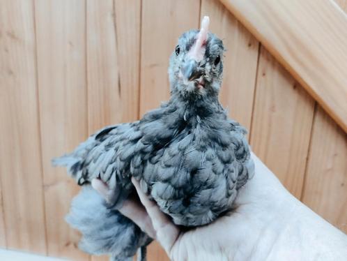 Jonge hanen: Silverudd Bla, USA Zijdehoender, Dieren en Toebehoren, Pluimvee, Kip, Mannelijk