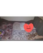 Twijfelaar met veer bodem, Huis en Inrichting, Slaapkamer | Bedden, Gebruikt, Overige kleuren, Twijfelaar, 120 cm