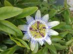 Passiebloem / passieflora stekjes, Tuin en Terras, Planten | Tuinplanten, Ophalen, Zomer, Volle zon