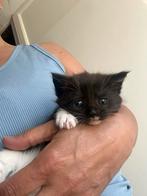 Maincoon x Britse korthaar kittens, Kater, Ontwormd