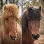 Te koop 2 IJslander ruinen., Ruin, Recreatiepaard