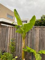 Bananenplant 35CM, Tuin en Terras, Planten | Tuinplanten, Ophalen of Verzenden, Zomer, Overige soorten, Volle zon