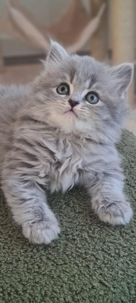 Gezocht: Britsel langhaar  poes (9–12 weken), Dieren en Toebehoren, Katten en Kittens | Raskatten | Langhaar, Poes, 0 tot 2 jaar