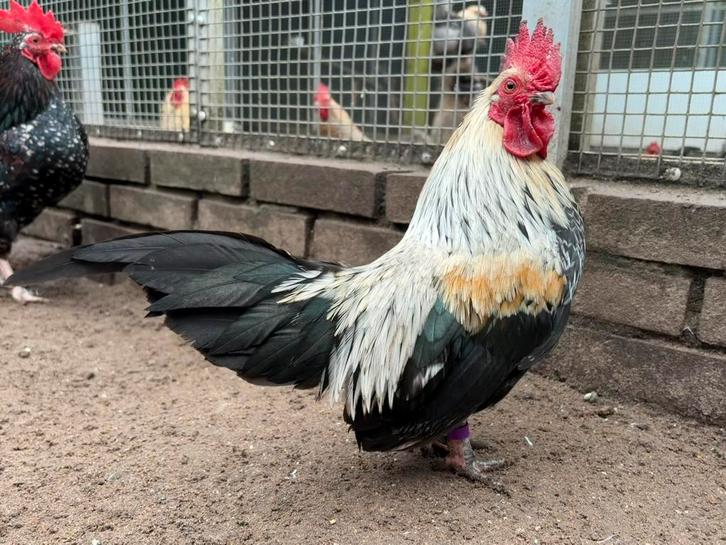 Kemen, leuke krielhaan, Dieren en Toebehoren, Pluimvee, Kip, Mannelijk