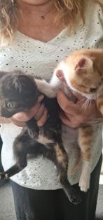Kittens te koop., Dieren en Toebehoren, Meerdere dieren
