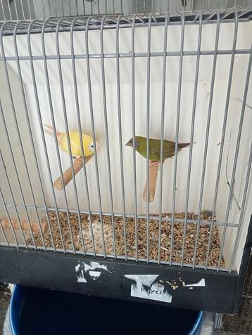 Te koop diverse tropische vogels  beschikbaar voor biedingen