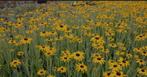 Rudbeckia fulgida Speciosa, Ophalen, Zomer, Vaste plant, Overige soorten