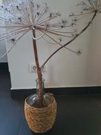 Div Glazen vazen met Berenklauwen, Huis en Inrichting, Woonaccessoires | Droogbloemen, Ophalen