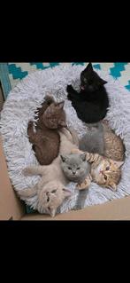 Britse korthaar, Dieren en Toebehoren, Poes