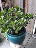 Crassula Ovata, Ophalen of Verzenden, Halfschaduw, Minder dan 100 cm