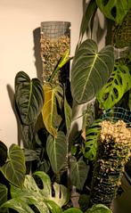 Philodendron Melanochrysum XL Stek, Overige soorten, Ophalen of Verzenden