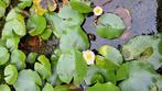 Waterlelies gratis af te halen, Tuin en Terras, Ophalen