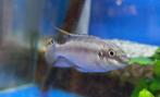 Aquariumvissen, Kersenbuik cichlide / Pelvicachromis pulcher, Dieren en Toebehoren, Vis, Zoetwatervis