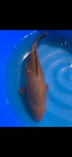 (27) Koi / Koi karper -  Chagoi 55 cm., Karper of Koi