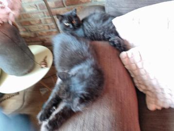 3 prachtige Perzische kitten katertjes zie foto's  beschikbaar voor biedingen