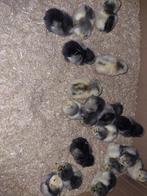 Kuikens lakenvelder groot, Dieren en Toebehoren, Meerdere dieren, Kip