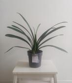 Plant: Clivia (nummer 2 van 4), Overige soorten, Minder dan 100 cm, Bloeiende kamerplant, Ophalen